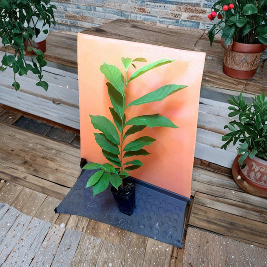 Pawpaw Tree – Asimina triloba Live Plant | 20+ Inches Tall | 3.5" x 9" Air Prune Pot  Cold Hardy Native Fruit | Tropical Flavor | Potted, Not Bare Root