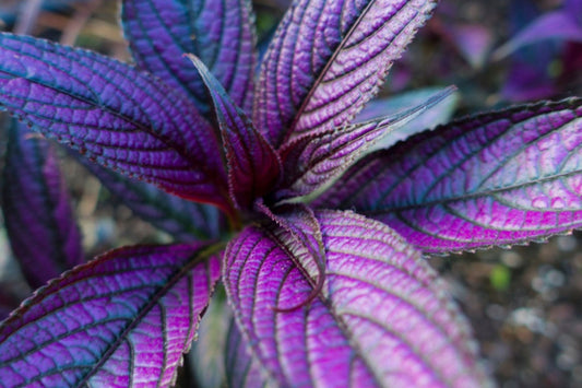 Persian Shield ‘Halloween Queen’ – Strobilanthes dyerianus Starter Plants