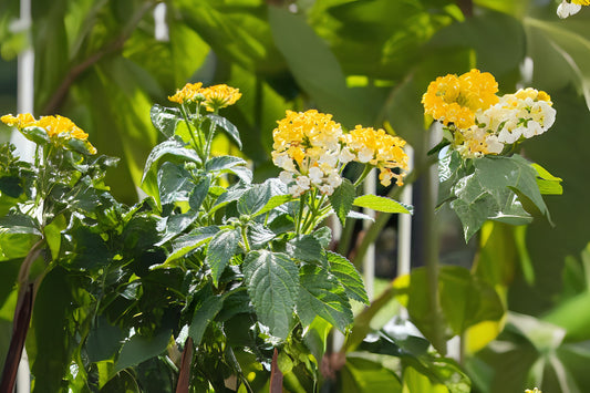 Lantana Plant 6 in Pot Yellow-White Flowers Lantana camara | Easy-to-Grow Ornamental Shrub for Gardens and Containers