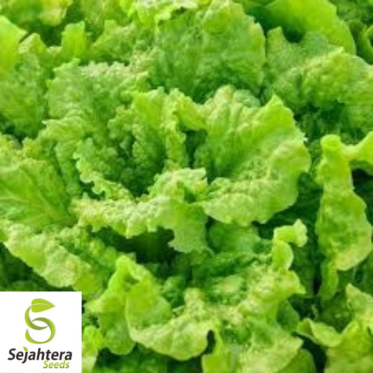 Black Seeded Simpson Lettuce Seeds 600+ | Leaf Vegetable NON-GMO USA