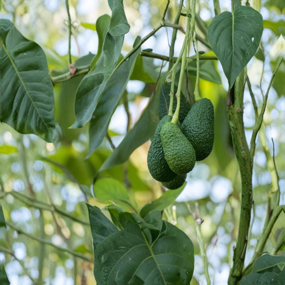 Avocado Tree Seedling – Persea americana Live Plant | Approximately 15 Inches Tall | Trimmed & Ready to Plant  Tropical Fruit Tree | Beginner Friendly | Indoor or Outdoor Growing