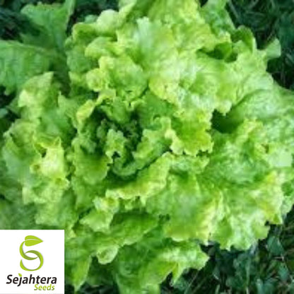 Black Seeded Simpson Lettuce Seeds 600+ | Leaf Vegetable NON-GMO USA