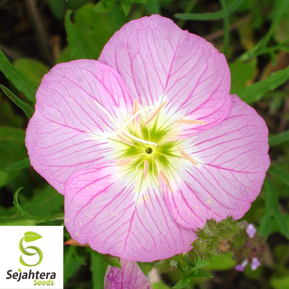 Evening Primrose Seeds - 400+ Heirloom Pink Blooms - Pollinator-Friendly & Fresh