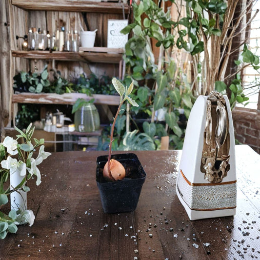 Avocado Seedling – Persea americana Live Plant | Grower’s Choice | Ships in Pot  Tropical Fruit Tree | Beginner Friendly | Ready to Grow