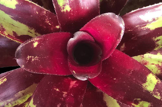 Bromeliad Neoregelia Patches 6" Pot - Burgundy Red Foliage with Green Splotches, Neoregelia spp. for Interior & Landscape