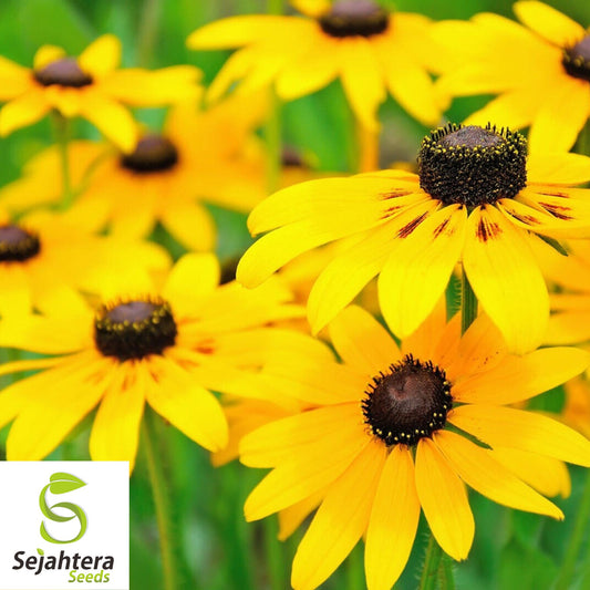 2,500+ Black Eyed Susan Seeds - Rudbeckia Hirta, Yellow Blooms, Pollinator-Friendly