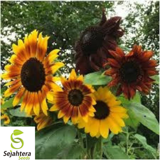 50+ Autumn Beauty Sunflower Seeds - Non-GMO, Organic, Vibrant & Bee-Friendly