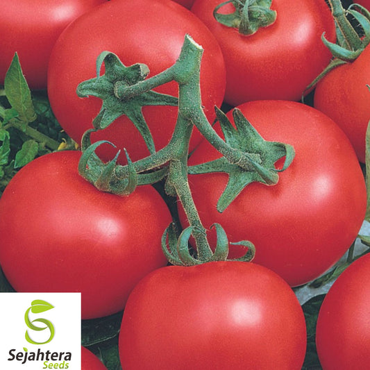120+ Homestead Tomato Seeds - Heirloom, Non-GMO, Drought-Resistant & High-Yield