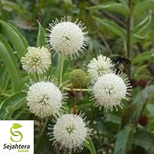 Buttonbush Ornamental Shrub Seeds {Cephalanthus occidentalis} 15+ Seeds