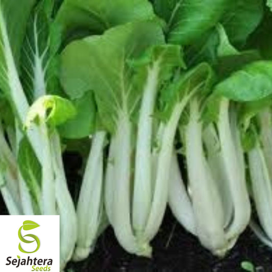 200+ Pak Choi White Stem Cabbage Seeds – Heirloom, Non-GMO, Fresh & Fast-Growing