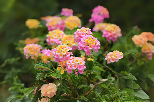 Lantana Plant 6 in Pot Pink Yellow Flowers Lantana camara Drought-Tolerant Ornamental Shrub for Gardens and Containers