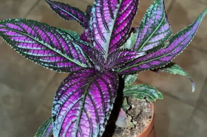 Persian Shield ‘Halloween Queen’ – Strobilanthes dyerianus Starter Plants