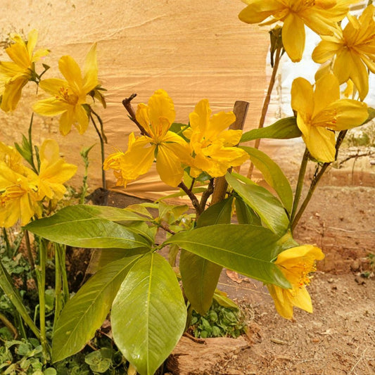 Mai Vàng Việt Nam Bonsai #7 Live Flowering Bonsai | 1–2 Feet Tall | Shipped in 3 Gallon Pot  Golden Yellow Blooms | Traditional Tết Plant | Symbol of Prosperity