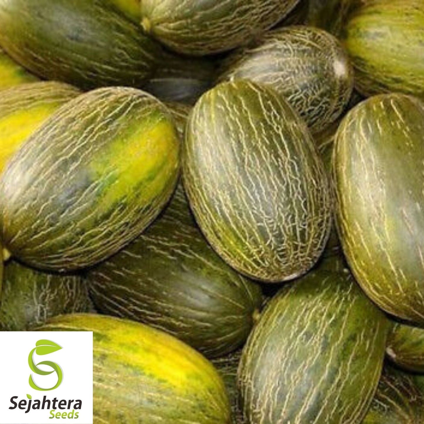 Piel de Sapo Melon Seeds 25+ | Sweet "Santa Claus" Fruit NON-GMO USA