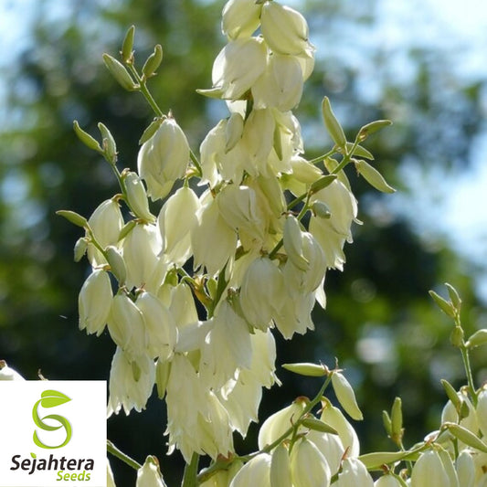 20 Yucca Glauca Soapweed Flower Seeds | Perennial Soap Making Aloe