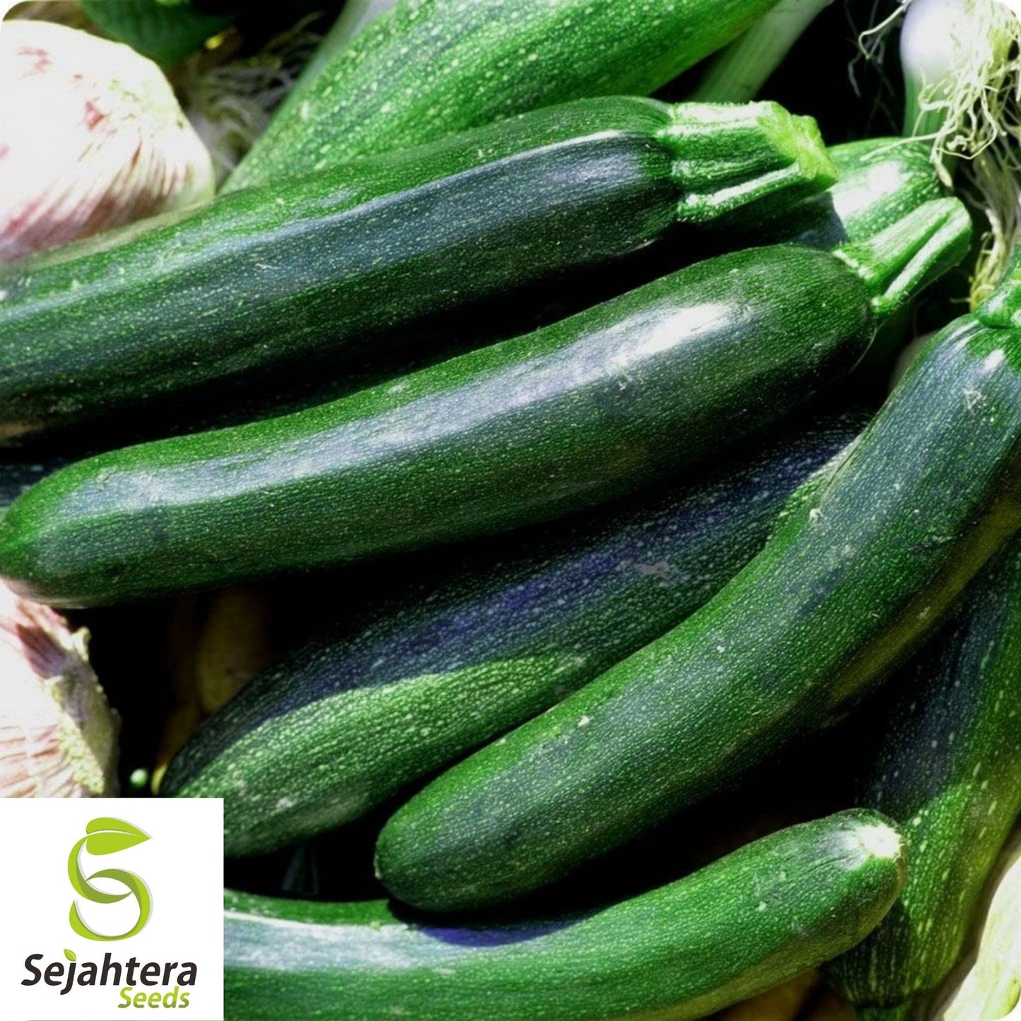 Squash Black Beauty Zucchini Seeds 25 Ct | Summer Vegetable NON-GMO USA