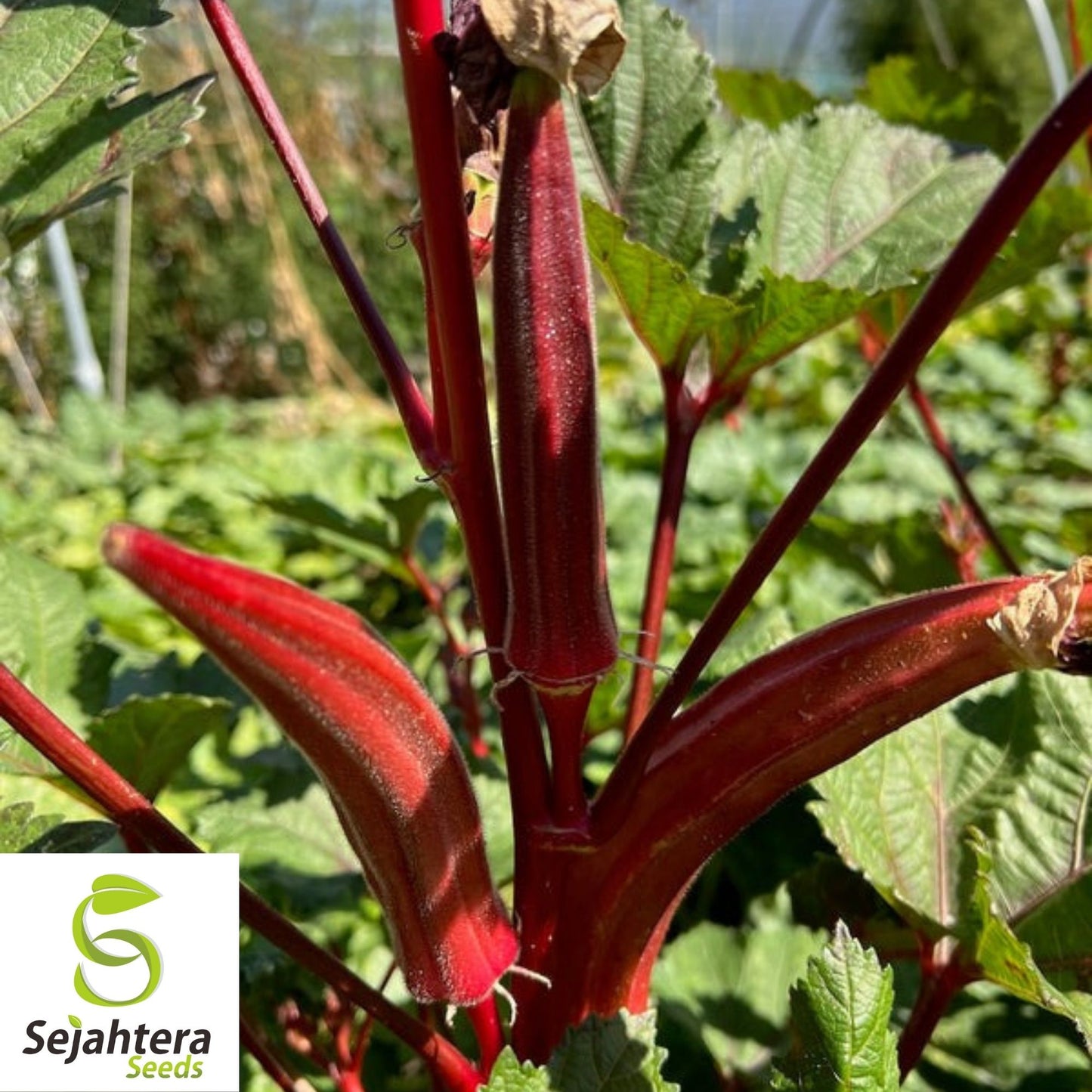Okra Seeds Jing Orange 30 Ct | Asian Vegetable Heirloom NON-GMO USA