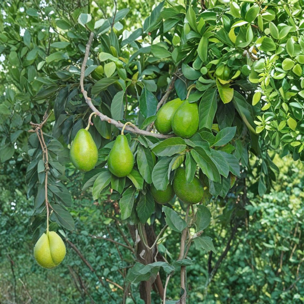 Avocado Seedling – Persea americana Live Plant | Grower’s Choice | Ships in Pot  Tropical Fruit Tree | Beginner Friendly | Ready to Grow