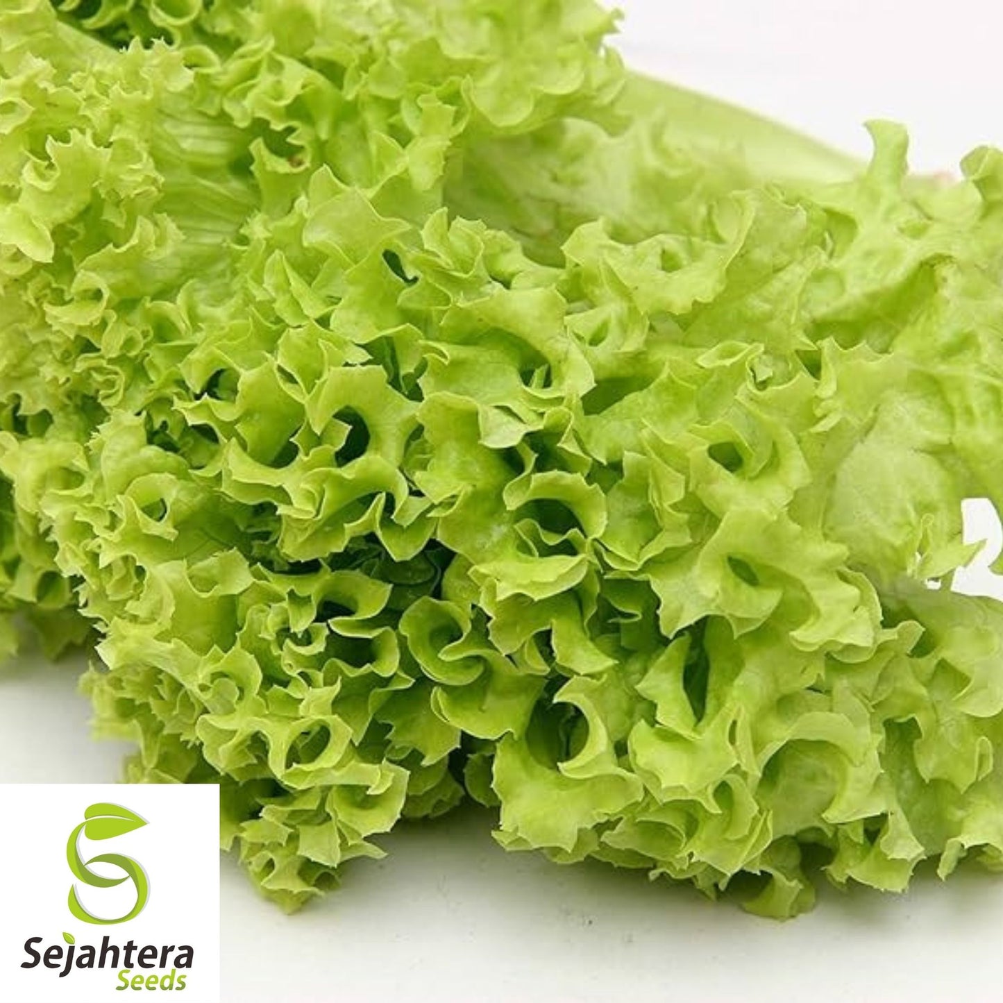 Black Seeded Simpson Lettuce Seeds 600+ | Leaf Vegetable NON-GMO USA