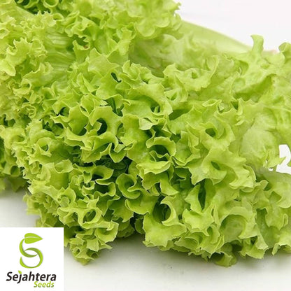 Black Seeded Simpson Lettuce Seeds 600+ | Leaf Vegetable NON-GMO USA