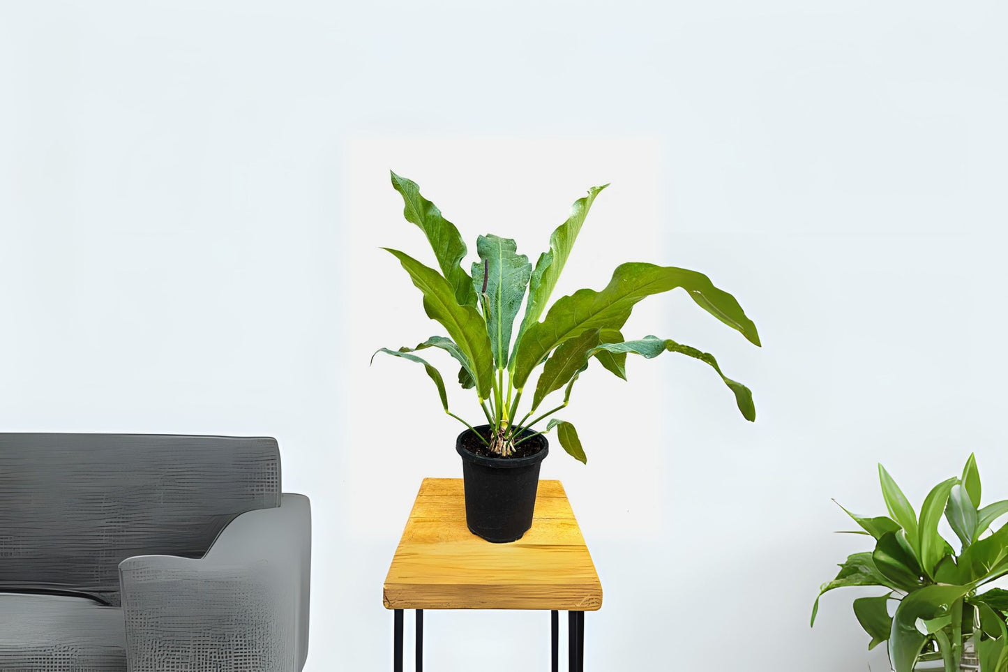 Anthurium Plant - Bird's Nest Anthurium | Large Wavy Leaves | Easy Care Tropical Houseplant | Anthurium hookeri