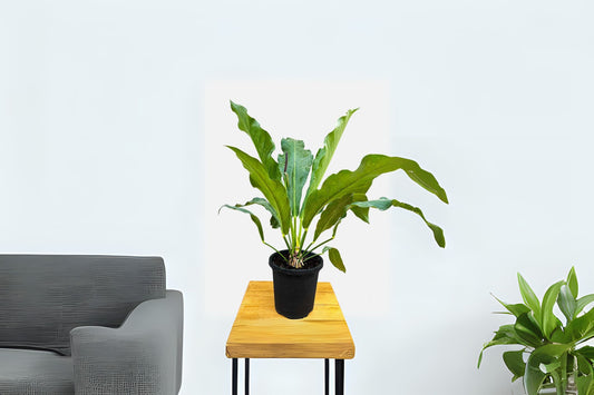 Anthurium Plant - Bird's Nest Anthurium | Large Wavy Leaves | Easy Care Tropical Houseplant | Anthurium hookeri