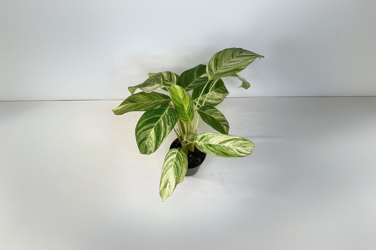 Calathea Stromanthe 'Charlie' - 6" Pot - Rare Stromanthe stromanthoides - Unique Foliage Houseplant for Indoor Gardens