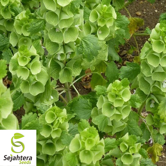 Bells of Ireland Seeds 150+ | Green Flower Moluccella laevis USA
