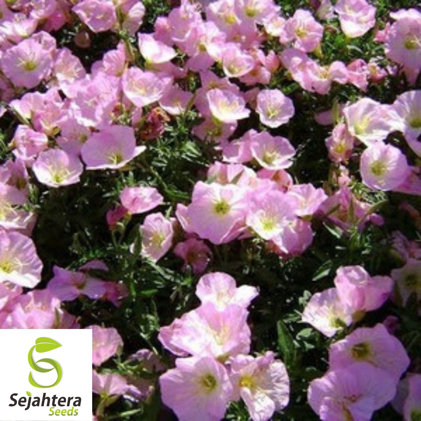 Evening Primrose Seeds - 400+ Heirloom Pink Blooms - Pollinator-Friendly & Fresh