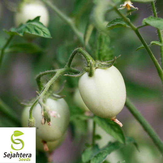 50+ White Egg Eggplant Seeds - Non-GMO, Unique Solanum Melongena Vegetable