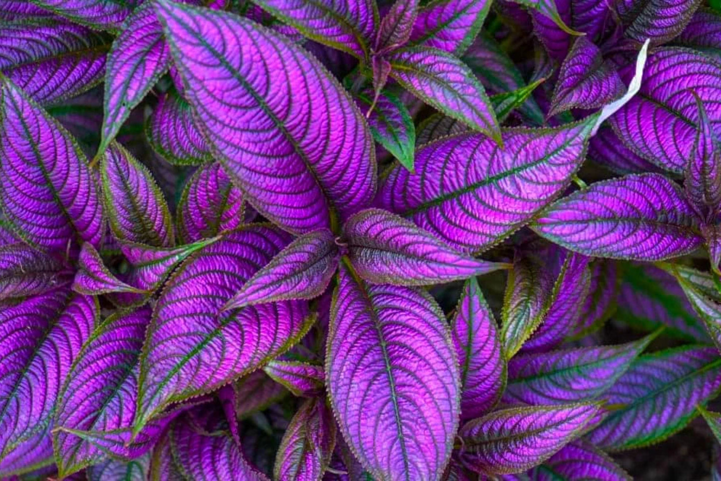 Persian Shield ‘Halloween Queen’ – Strobilanthes dyerianus Starter Plants