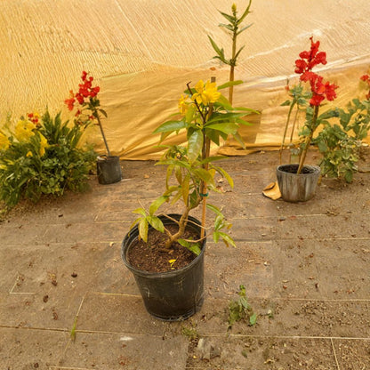 Mai Vàng Việt Nam Bonsai #7 Live Flowering Bonsai | 1–2 Feet Tall | Shipped in 3 Gallon Pot  Golden Yellow Blooms | Traditional Tết Plant | Symbol of Prosperity