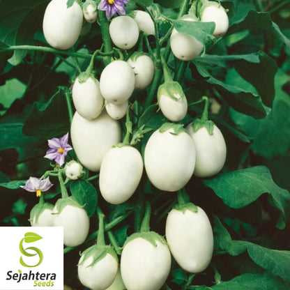 50+ White Egg Eggplant Seeds - Non-GMO, Unique Solanum Melongena Vegetable