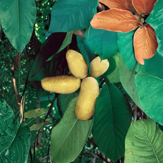 Mango Pawpaw Tree – Asimina triloba Rooted Cutting | Up to 1.5 Ft Tall | Well-Rooted Live Plant  Unique Tropical Flavor | Cold Hardy Native | Limited Seasonal Availability