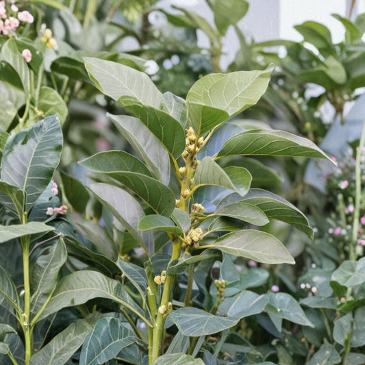 Hass Avocado Seedling – Persea americana Live Plant | 8–10 Inches Tall | Half-Gallon Pot  Starter Fruit Tree | Compact Size | Great for Containers