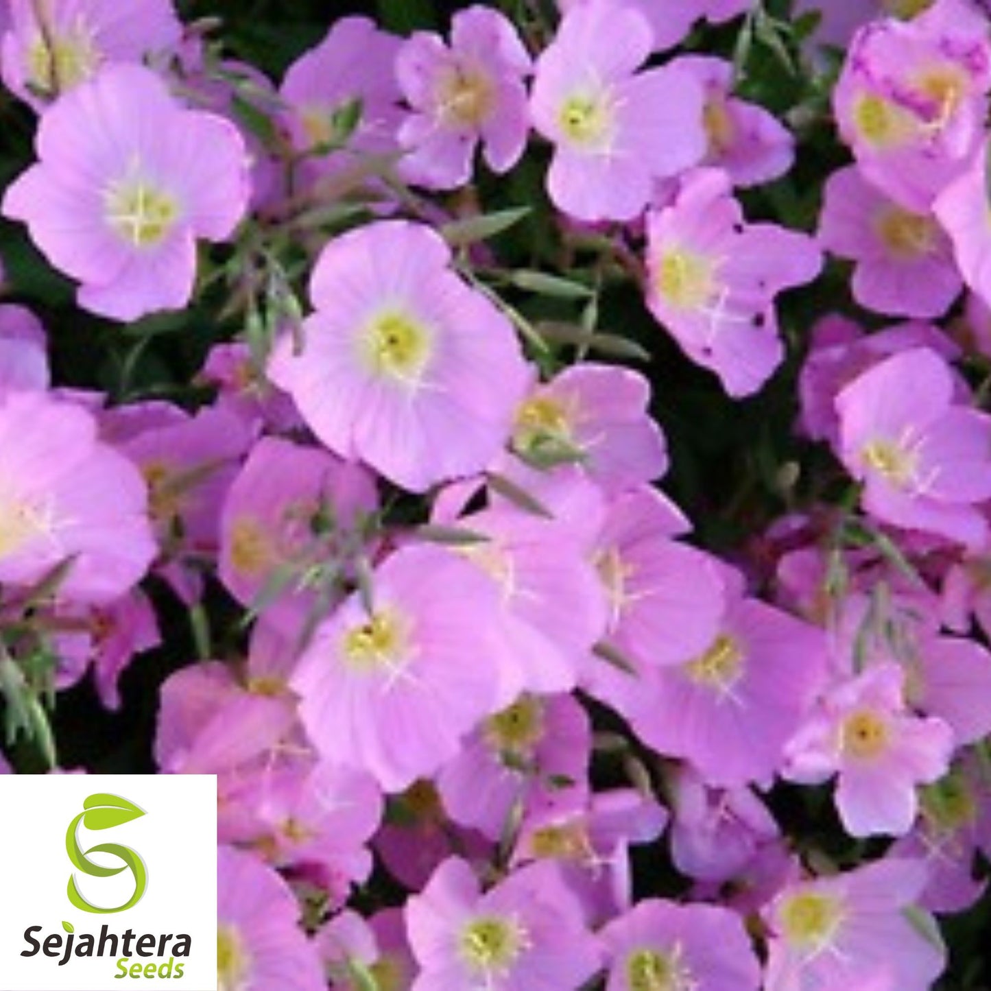Evening Primrose Seeds - 400+ Heirloom Pink Blooms - Pollinator-Friendly & Fresh