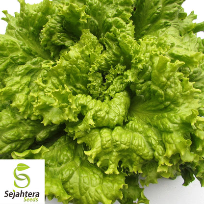 Black Seeded Simpson Lettuce Seeds 600+ | Leaf Vegetable NON-GMO USA