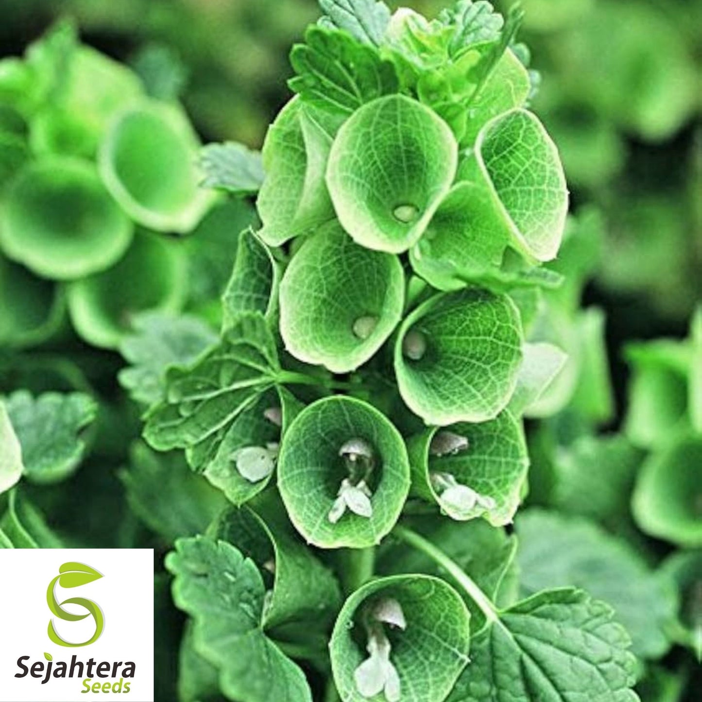 Bells of Ireland Seeds 150+ | Green Flower Moluccella laevis USA