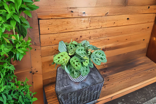 Variegated Prayer Plant - 6-Inch Pot - Maranta leuconeura ‘Beauty Kim’ - Easy-Care Tropical Foliage - Unique Leaf Movement