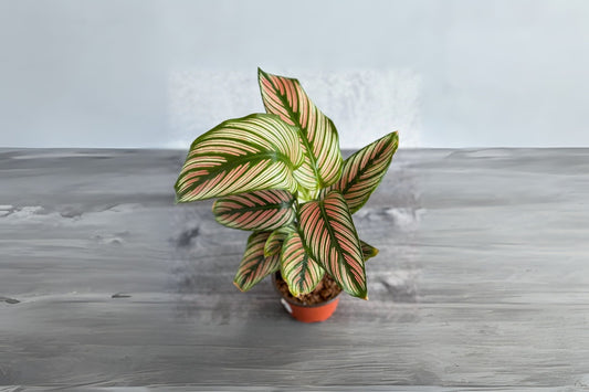 Calathea majestica 6" Pot White Star Plant | Tropical Indoor Houseplant | Elegant Striped Foliage | Non-Toxic Marantaceae