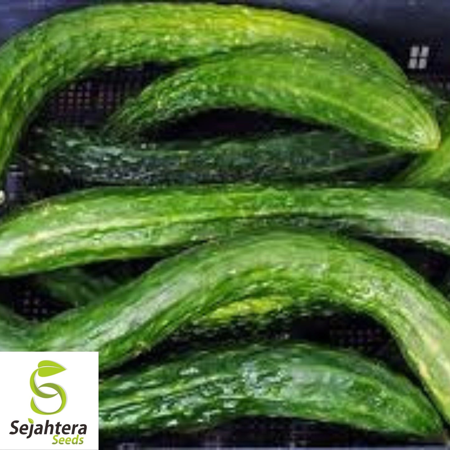 Suyo Long Cucumber Seeds - 100+ Heirloom, Organic, Non-GMO & Rare