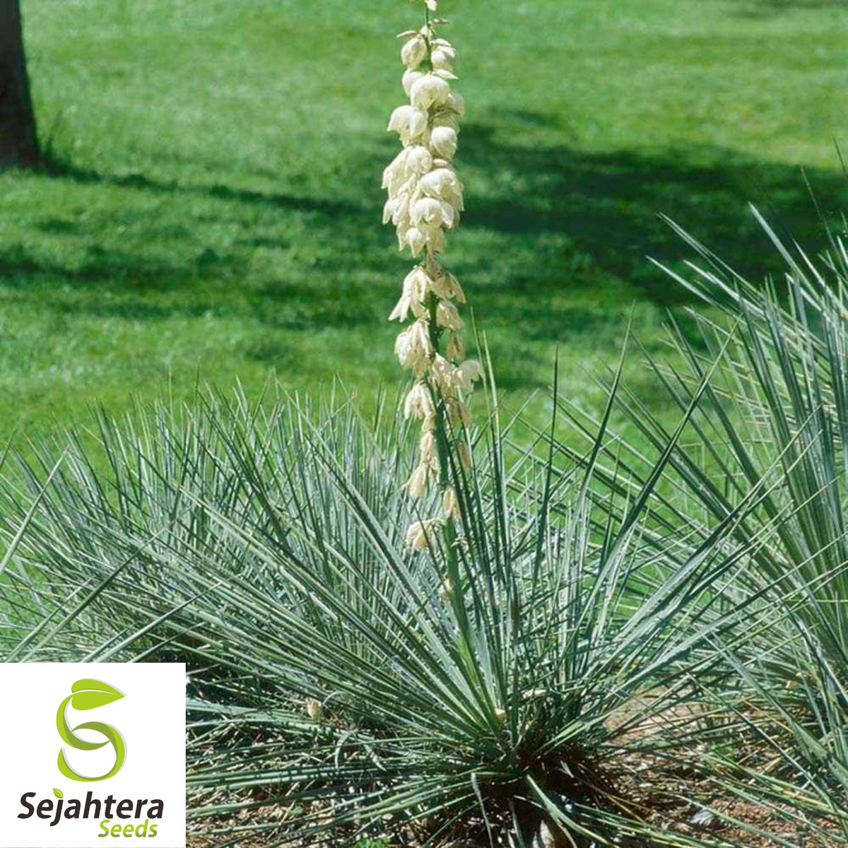 20 Yucca Glauca Soapweed Flower Seeds | Perennial Soap Making Aloe ...