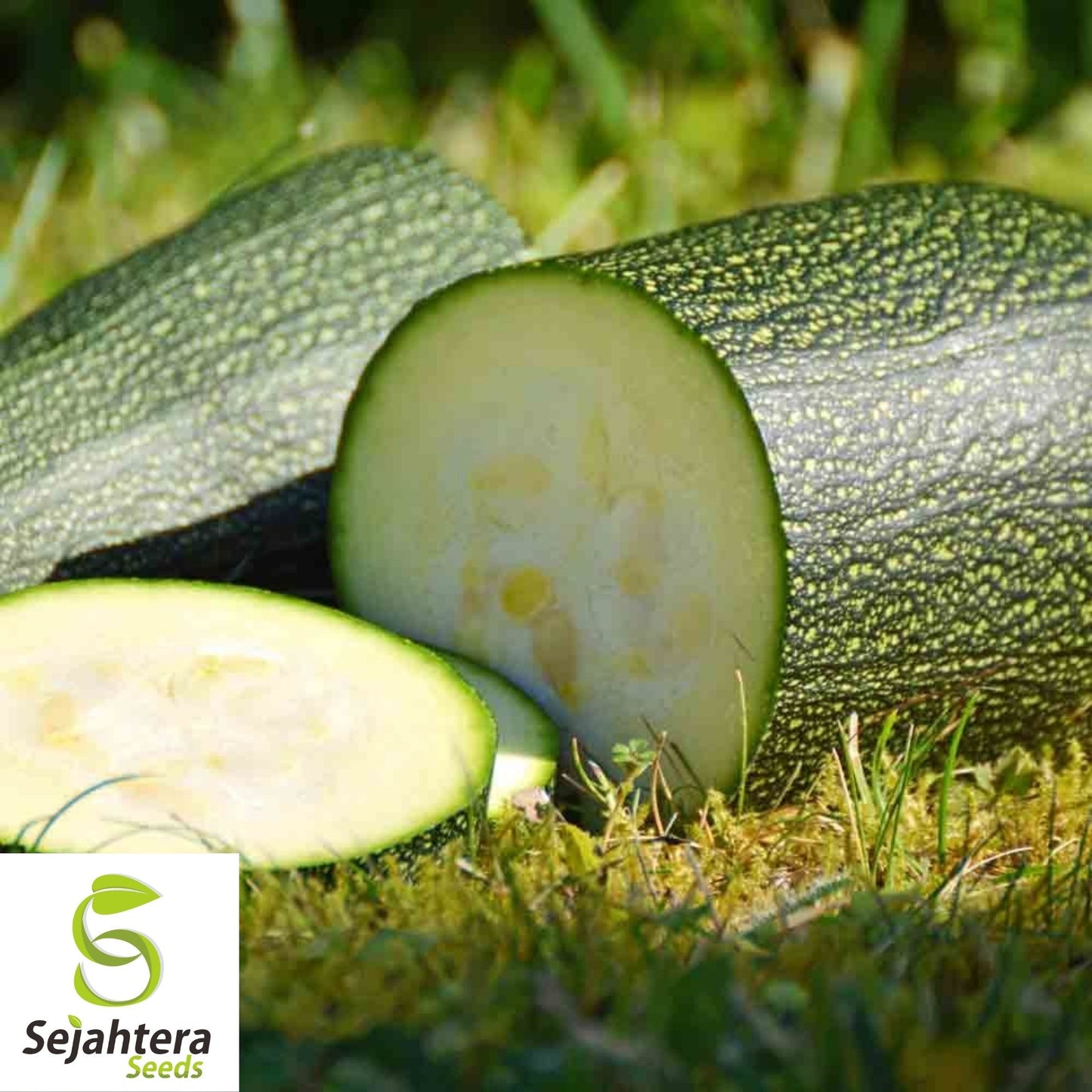 Squash Black Beauty Zucchini Seeds 25 Ct | Summer Vegetable NON-GMO USA