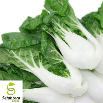 Pak Choi Cabbage Seeds 500+ | White Stem Chinese Vegetable NON-GMO USA