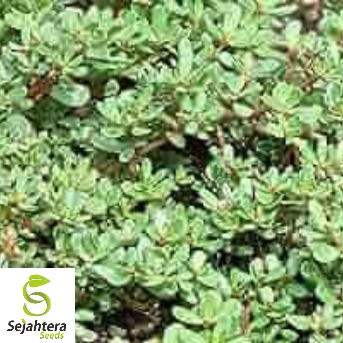 Green Purslane Seeds 500+ | Portulaca oleracea Edible Herb Garden USA