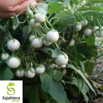 50+ White Egg Eggplant Seeds - Non-GMO, Unique Solanum Melongena Vegetable