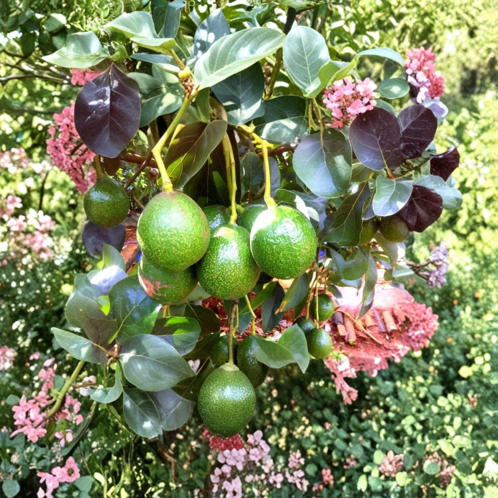 Hass Avocado Seedling – Persea americana Live Plant | 8–10 Inches Tall | Half-Gallon Pot  Starter Fruit Tree | Compact Size | Great for Containers