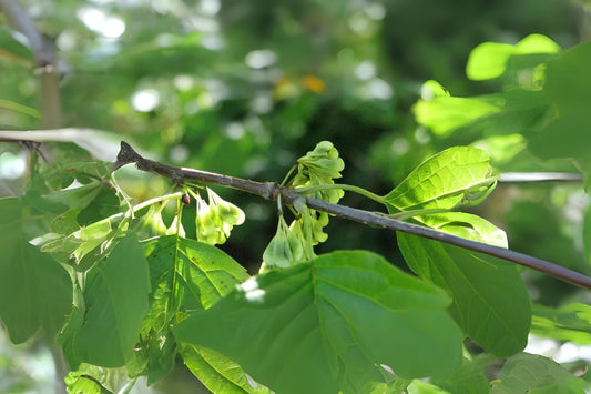 Ling Chun Mu (Euptelea pleiosperma)