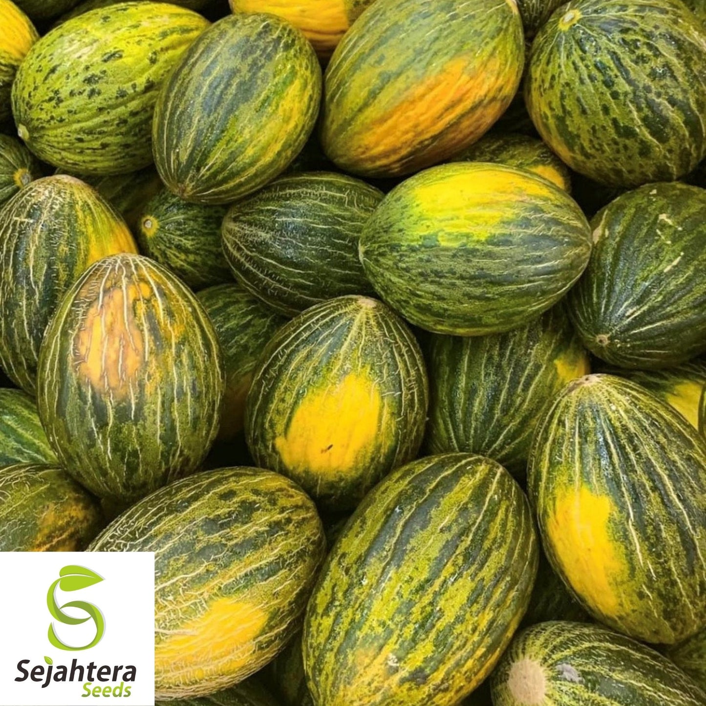 Piel de Sapo Melon Seeds 25+ | Sweet "Santa Claus" Fruit NON-GMO USA
