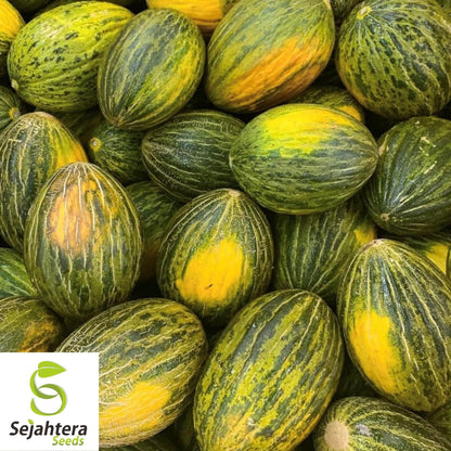Piel de Sapo Melon Seeds 25+ | Sweet "Santa Claus" Fruit NON-GMO USA